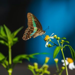 BrandLens Photography