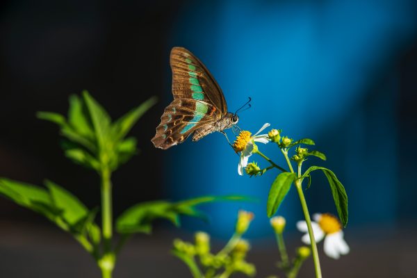 BrandLens Photography